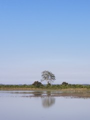 Indian Nationa Parks. Tree and Shadow.