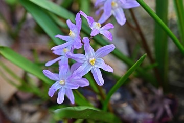 満開の紫色のチオノドクサ・ルキリアエ 