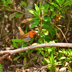 お立ち台でポーズするコマドリ