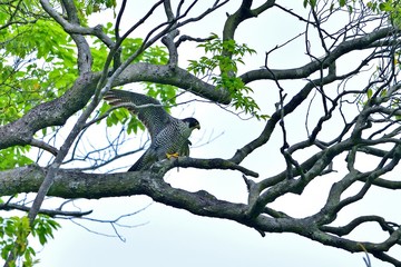 胸の模様が素敵なハヤブサメス