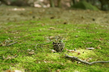 苔の上の松ぼっくり