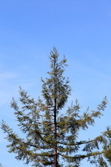 The tip top of a Sequoia tree