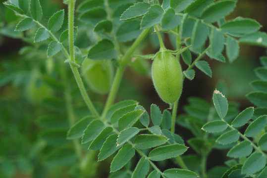 chickpea green field young pod natural organic