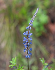 Single Purple Lupine Flower Detail