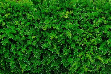 Lofty Fig (Ficus altissima Blume) wall for background.