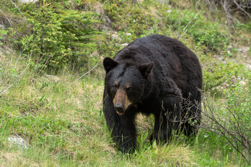 A large male black bear ursus americanus walking towards you in the grass