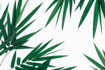 Fototapeta na wymiar Bamboo dark green leaves on white background