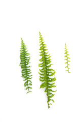 Green leaf fern isolated on white