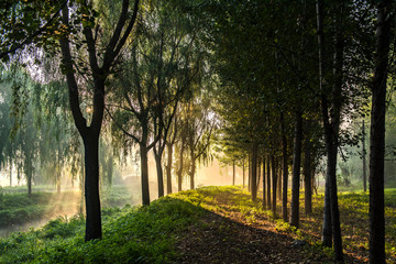 Naklejka premium Early in the morning, the rising sun shines in the trees by the river.