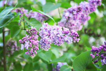 Fototapeta na wymiar Blossoming lilac outdoors on spring day
