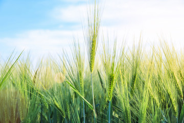 Green wheat field on sunny day