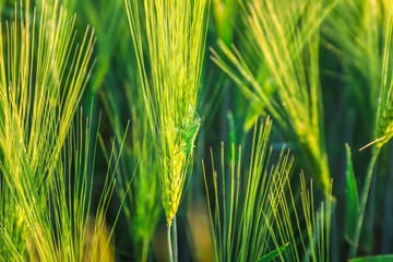Grasshopper on green wheat spikelet in field, closeup