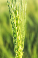 Wheat spikelet in field on sunny day, closeup