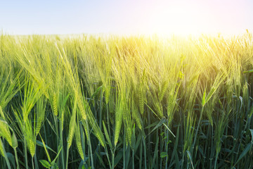 Green wheat field on sunny day