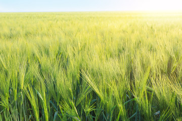Green wheat field on sunny day