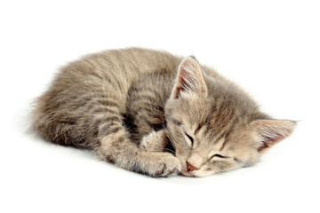 Cute sleeping kitten on white background