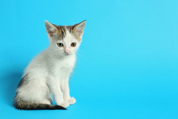 Cute funny kitten on color background