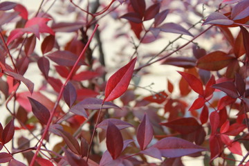 autumn leaves on a background