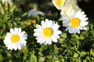 daisies in the garden