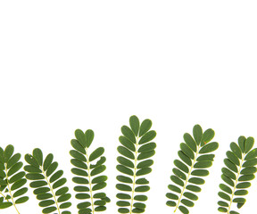 Small bunches of green leaf on white background.
