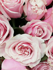 Fresh and natural roses, traditional in Colombia.