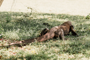 Komodo Dragon at the National Park, Indonesia. Large reptile having rest. Varan laying down on the ground. A dragon crawls along the path on the Rinca Island. Lizard crawling in the grass. Back view.