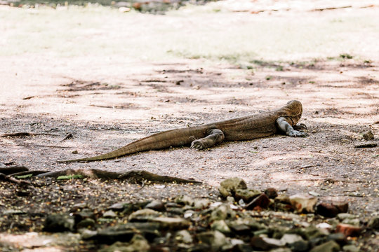 Komodo Dragon at the National Park, Indonesia. Large reptile having rest. Varan laying down on the ground. A dragon crawls along the path on the Rinca Island. Lizard crawling in the earth.