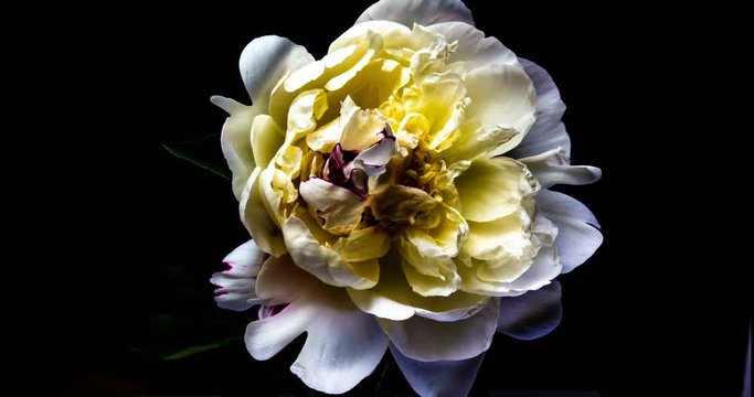 Time lapse of blooming white peony