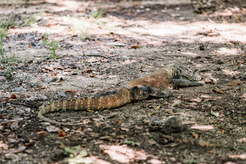 Komodo Dragon at the National Park, Indonesia. Large reptile having rest. Varan laying down on the ground. A dragon crawls along the path on the Rinca Island. Lizard crawling in the earth.