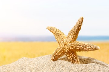 Close-up sea star on sandy beach at sunny day