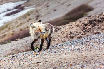 Fox on rocky terrain