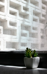 Small succulent in a white pot on a window sill with a white brick wall on the background illuminated by natural sunlight