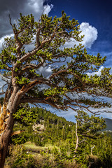 Obraz premium Bristlecone pine trees against a blue sky