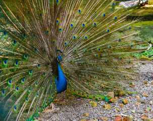 Obraz premium male peacock showing his beautiful tails proudly