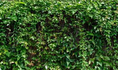 wall covered by green plant - Powered by Adobe