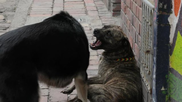 Dogs fighting in the alley