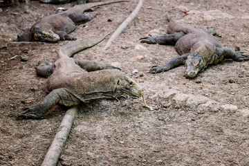 Komodo Dragons at the National Park, Indonesia. Large reptile having rest. Varan laying down on the ground. A dragon crawling in the earth on the Rinca Island. Lizard stuck out her tongue.