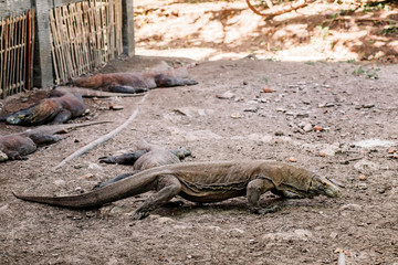 Komodo Dragons at the National Park, Indonesia. Large reptile having rest. Varan laying down on the ground. A dragon crawls along the path on the Rinca Island. Lizard crawling in the earth.