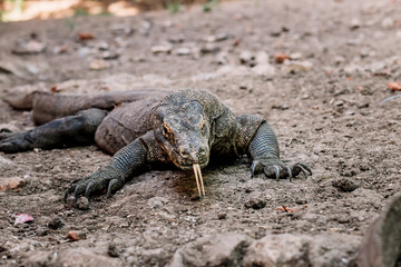 Komodo Dragons at the National Park, Indonesia. Large reptile having rest. Varan laying down on the ground. A dragon crawling in the earth on the Rinca Island. Lizard stuck out her tongue.