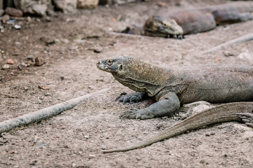 Komodo Dragons at the National Park, Indonesia. Large reptile having rest. Varan laying down on the ground. A dragon crawls along the path on the Rinca Island. Lizard crawling in the earth.