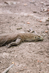 Komodo Dragons at the National Park, Indonesia. Large reptile having rest. Varan laying down on the ground. A dragon crawls along the path on the Rinca Island. Lizard crawling in the earth.