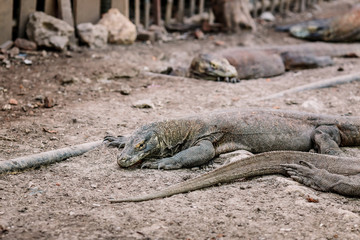 Komodo Dragons at the National Park, Indonesia. Large reptile having rest. Varan laying down on the ground. A dragon crawls along the path on the Rinca Island. Lizard crawling in the earth.