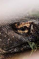 Komodo Dragon at the National Park, Indonesia. Large reptile having rest. Varan laying down on the ground. A varan under the arbor on the Rinca Island. Eye of the Komodo lizard close-up.