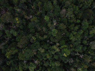 Aerial top view forest, trees texture and background, Brazil