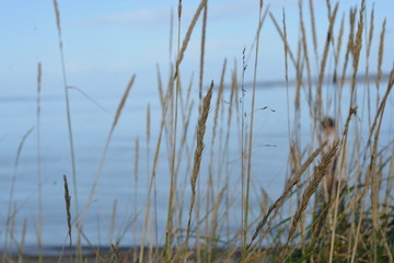reeds on the shore