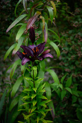 extremely dark purple, almost black lily flowers with bright vibrant orange stamen, covered in pollen.