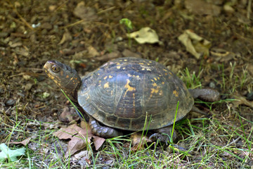 Eastern Box Turtle in Its Natural Habitat