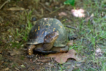 Wary Box Turtle Crawls Through Grass and Leaves