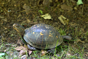 Wild and Curious Box Turtle Looks Around