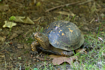 Grumpy Eastern Box Turtle